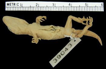 Media type: image; Herpetology R-39043
